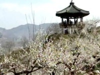 향기 가득한 섬진강 매화마을의 봄