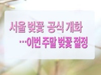 서울 벚꽃 공식 개화...이번주 벚꽃 절정