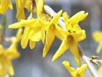 아름다운 꽃을 볼 수 있는 이유, 개화와 과학