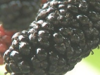 신품종 뽕나무 개발 농가소득 기여