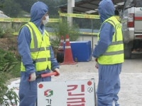 경북 고령서도 돼지 구제역 확진