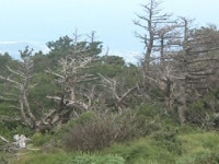 구상나무 절반 고사…뒤늦은 대책