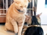 캣카페 갔다 피부병...위생 구멍