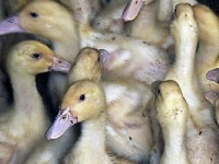 김제 오리농장 AI, 고병원성으로 확인