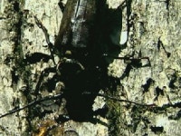 복원 사업 7년,토종 장수하늘소 부활하나?