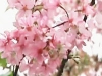 한중일, \벚꽃삼국지\ 논란…\우리가 원조\