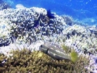 사바 (SABAH)