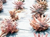 [건강하게 사는 법 3회] 암을 예방하는 신비의 약초, 여름철 명약 와송