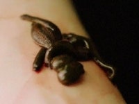 어메이징와일드 8부. 사람을 치료하는 동물