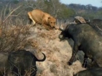 와일드 랭킹 8부. 방어력이 뛰어난  동물 TOP 10