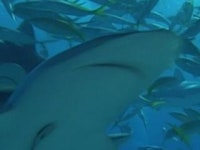 와일드 랭킹 9부. 끈질긴 생존력을 가진 동물 TOP 10