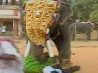 와일드 랭킹 10부. 공격력이 뛰어난 동물 TOP 10