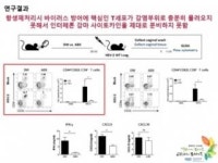 항생제 남용이 면역력 떨어뜨리는 원리 규명