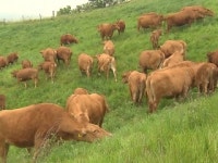 초원아 반갑다…60년 혈통 한우 올해 첫 방목