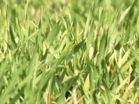 국산 청밀, 암세포 억제 효과 확인