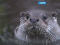 섬진강 하구, 수달·큰고니 등 996종 생물 살아
