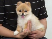 너를 키워야 하니, 말아야 하니? 반려동물 털 미세 먼지