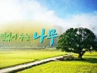 아낌없이 주는 나무