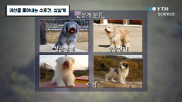 귀신을 쫓아내는 수호견, 삽살개