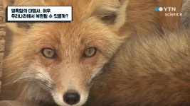 영특함의 대명사 여우 우리나라에서 복원될 수 있을까?