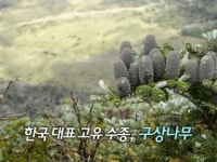 구상나무를 지켜라