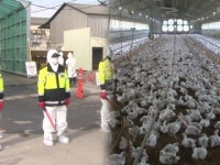 전국 단 한 곳, 산란계 뿌리 농장을 지켜라!