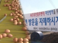 산란계 대표 집산지 양산, AI 확산에 초긴장