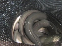 보양식품 민물장어 믿고 사세요...수도권 직매장 열어