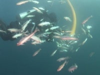 재작년 방류한 인공수정 명태 동해서 잡혀