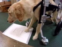 장애 동물의 휠체어를 만들어요