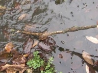 국립공원 계곡에 화장실 오수 줄줄…책임 떠넘기기