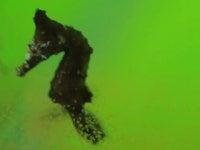 세계적 보호종 해마 인공증식 성공