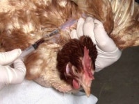 닭으로 번진 AI...평창 올림픽 앞두고 최대 고비