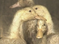 나주 오리농장서 AI 검출...고병원성 검사 중