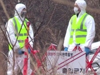 일시 사육까지 중단 했는데 또 AI 발생 충격
