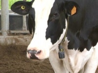 멈출 줄 모르는 폭염에 가축도 지친다