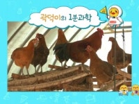 [곽덕이의 1분 과학] 닭은 왜 새벽에 우는 것일까?