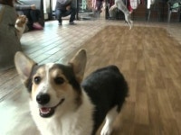 반려견도 건강검진이 중요