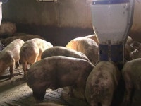 체감온도 조절로 돼지 폐사 잡는다!