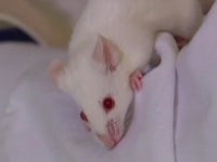 근적외선으로 가려움증 완화 동물실험 성공