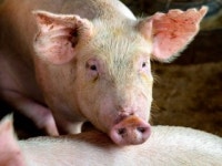 남은 음식물, 가축에게 먹이지 말아야 하는 이유