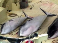 日, 31년 만에 상업용 포경 재개에 논란 가열...일부 고래 멸종위기 처할 것