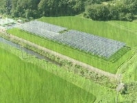 벼농사도 짓고 태양광 발전도 하고!