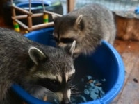 [지구촌 사이언스] 유기된 애완 라쿤 거둔 수의사 가족