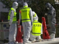 화성 돼지열병 의심 농가 음성 판정