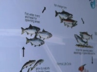 국제 수산물 이력...우리 기술로 추적한다