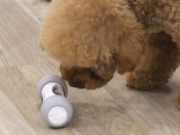 멍멍이·야옹이도 로봇과 논다...급성장하는 펫테크 시장