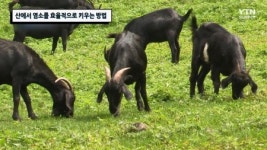 산에서 염소를 효율적으로 키우는 방법