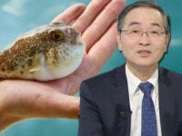[줌 인 피플] 치명적인 복어 매력에 빠지다…전중균 교수