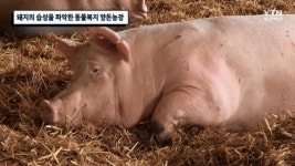돼지의 습성을 파악한 동물복지 양돈농장